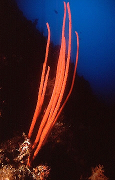  Viminella sp.  (Red Sea Whip)